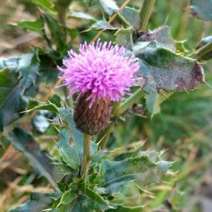 Meet your Posher, Gillian